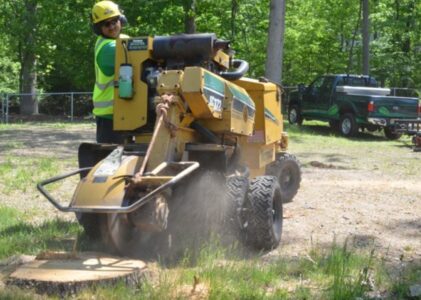 How Much Does Stump Grinding Cost in Sydney?