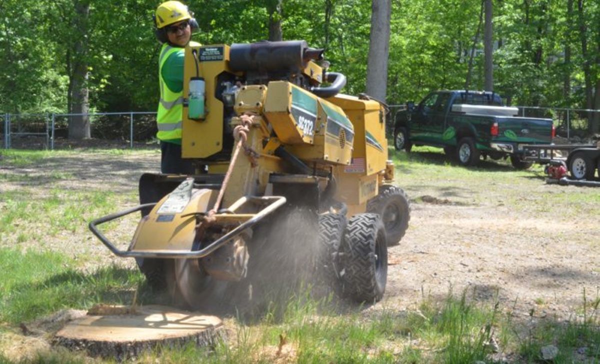 How Much Does Stump Grinding Cost in Sydney?